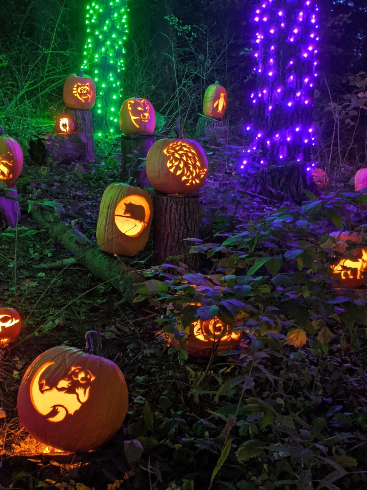 Forest animals on pumpkins